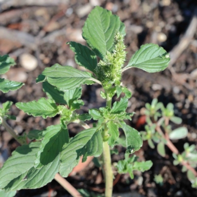 Amaranthus sp. (Amaranth) at Blue Gum Point to Attunga Bay - 15 Jan 2022 by ConBoekel