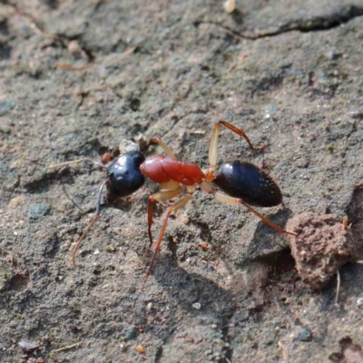 Camponotus nigriceps (Black-headed sugar ant) at Blue Gum Point to Attunga Bay - 16 Jan 2022 by ConBoekel