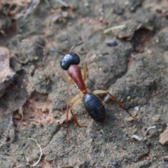 Camponotus nigriceps at Yarralumla, ACT - 16 Jan 2022