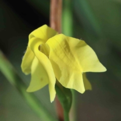 Goodenia pinnatifida (Scrambled Eggs) at Yarralumla, ACT - 16 Jan 2022 by ConBoekel