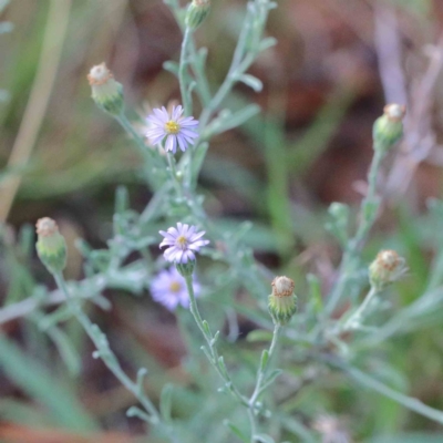 Vittadinia (genus) (Fuzzweed) at Yarralumla, ACT - 16 Jan 2022 by ConBoekel