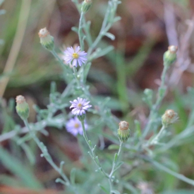 Vittadinia sp. (Fuzzweed) at Blue Gum Point to Attunga Bay - 15 Jan 2022 by ConBoekel