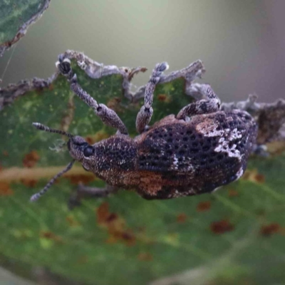 Oxyops fasciatus (A weevil) at Lake Burley Griffin West - 15 Jan 2022 by ConBoekel