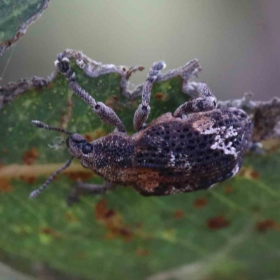 Oxyops fasciatus (A weevil) at Blue Gum Point to Attunga Bay - 15 Jan 2022 by ConBoekel