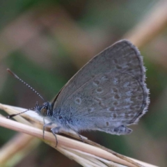 Zizina otis (Common Grass-Blue) at Lake Burley Griffin West - 16 Jan 2022 by ConBoekel