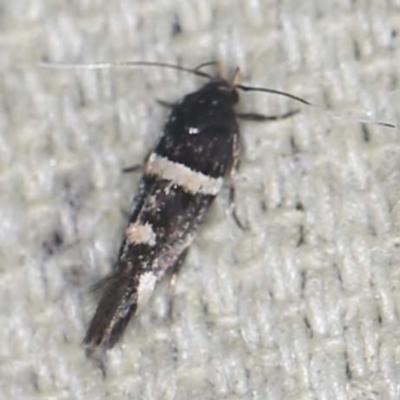 Macrobathra (genus) (A Cosmet moth (Cosmopteriginae) at O'Connor, ACT - 11 Jan 2022 by ibaird