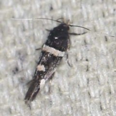 Macrobathra (genus) (A cosmet moth) at O'Connor, ACT - 11 Jan 2022 by ibaird