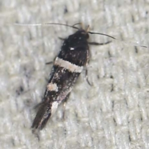 Macrobathra (genus) at O'Connor, ACT - 11 Jan 2022