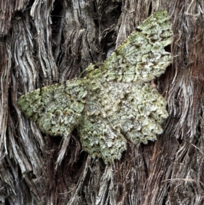 Hypodoxa muscosaria (Textured Emerald) at Acton, ACT - 7 Jan 2022 by JudithRoach