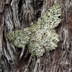 Hypodoxa muscosaria (Textured Emerald) at Acton, ACT - 6 Jan 2022 by JudithRoach