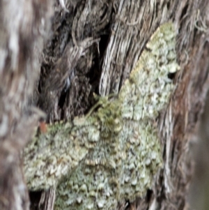 Hypodoxa muscosaria at Acton, ACT - 7 Jan 2022