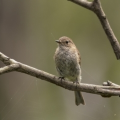 Petroica phoenicea (Flame Robin) at Monga National Park - 16 Jan 2022 by trevsci