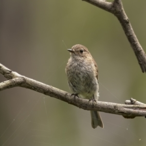 Petroica phoenicea at Monga, NSW - 16 Jan 2022 12:56 PM