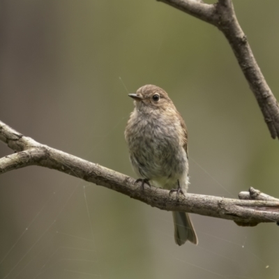 Petroica phoenicea (Flame Robin) at Mongarlowe River - 16 Jan 2022 by trevsci