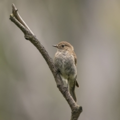 Petroica phoenicea at Monga, NSW - 16 Jan 2022