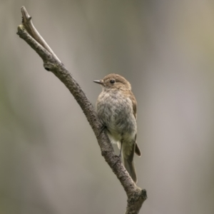 Petroica phoenicea at Monga, NSW - 16 Jan 2022 12:56 PM