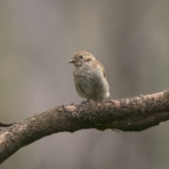 Petroica phoenicea at Monga, NSW - 16 Jan 2022 12:56 PM