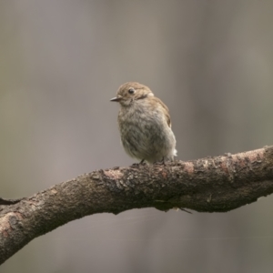 Petroica phoenicea at Monga, NSW - 16 Jan 2022