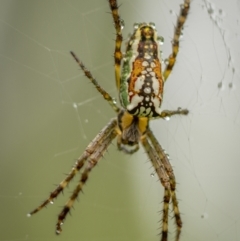 Plebs bradleyi (Enamelled spider) at Monga National Park - 15 Jan 2022 by trevsci