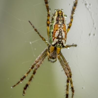 Plebs bradleyi (Enamelled spider) at Monga National Park - 15 Jan 2022 by trevsci