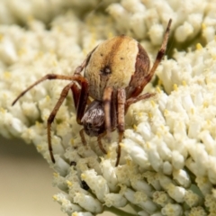 Araneinae (subfamily) (Orb weaver) at Namadgi National Park - 4 Jan 2022 by SWishart