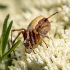 Araneinae (subfamily) at Rendezvous Creek, ACT - 4 Jan 2022