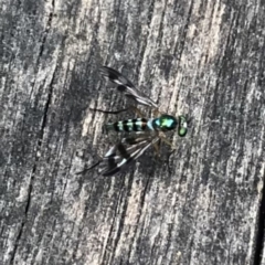 Austrosciapus sp. (genus) (Long-legged fly) at Belconnen, ACT - 18 Jan 2022 by Dora