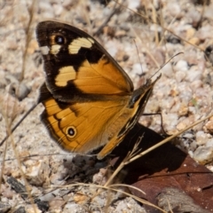 Heteronympha merope (Common Brown Butterfly) at Rendezvous Creek, ACT - 4 Jan 2022 by SWishart
