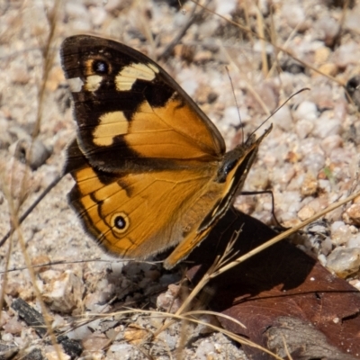 Heteronympha merope (Common Brown Butterfly) at Rendezvous Creek, ACT - 4 Jan 2022 by SWishart
