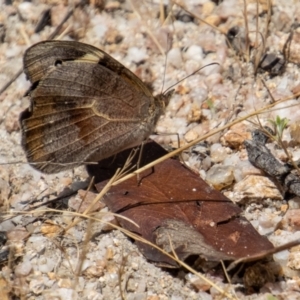 Heteronympha merope at Rendezvous Creek, ACT - 4 Jan 2022