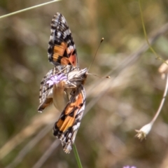 Vanessa kershawi at Rendezvous Creek, ACT - 4 Jan 2022