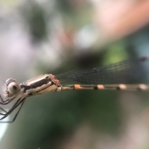 Austrolestes leda at Belconnen, ACT - 17 Jan 2022 03:06 PM