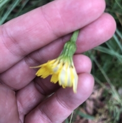 Unverified Daisy at Belconnen, ACT - 18 Jan 2022 by Dora