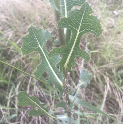 Lactuca serriola f. serriola (Prickly Lettuce) at Griffith Woodland - 18 Jan 2022 by ianandlibby1