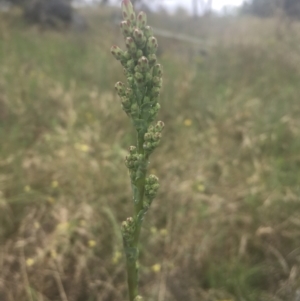 Lactuca serriola f. serriola at Griffith, ACT - 18 Jan 2022 06:13 PM