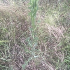 Lactuca serriola f. serriola at Griffith, ACT - 18 Jan 2022 06:13 PM