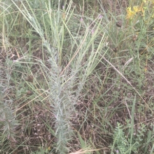 Epilobium billardiereanum at Griffith, ACT - 18 Jan 2022 06:13 PM