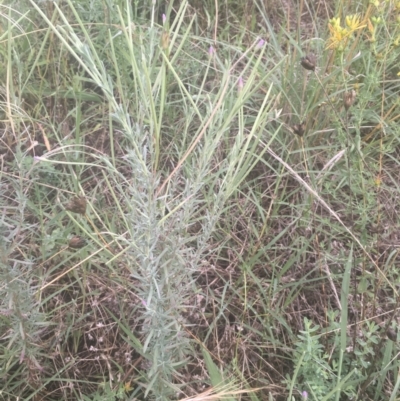 Epilobium billardiereanum (Willowherb) at Griffith Woodland - 18 Jan 2022 by ianandlibby1