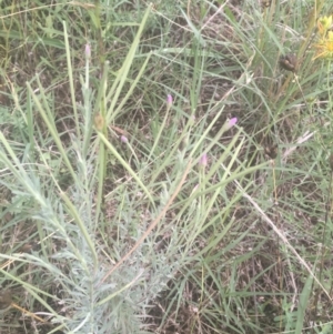 Epilobium billardiereanum at Griffith, ACT - 18 Jan 2022