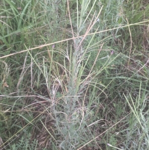 Epilobium billardiereanum at Griffith, ACT - 18 Jan 2022