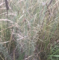 Epilobium billardiereanum at Griffith, ACT - 18 Jan 2022 06:13 PM