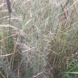 Epilobium billardiereanum at Griffith, ACT - 18 Jan 2022