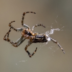 Araneinae (subfamily) (Orb weaver) at Namadgi National Park - 4 Jan 2022 by SWishart