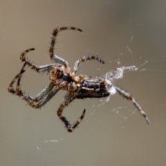 Unidentified Orb-weaving spider (several families) (TBC) at Rendezvous Creek, ACT - 4 Jan 2022 by SWishart