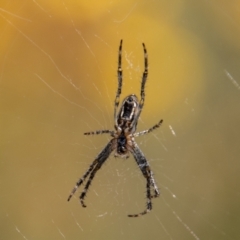 Araneinae (subfamily) at Rendezvous Creek, ACT - 4 Jan 2022