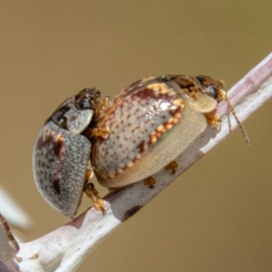 Paropsisterna m-fuscum at Rendezvous Creek, ACT - 4 Jan 2022 11:55 AM