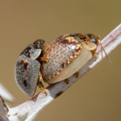 Paropsisterna m-fuscum (Eucalyptus Leaf Beetle) at Rendezvous Creek, ACT - 4 Jan 2022 by SWishart