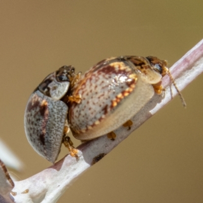 Paropsisterna m-fuscum (Eucalyptus Leaf Beetle) at Rendezvous Creek, ACT - 4 Jan 2022 by SWishart