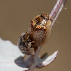 Paropsisterna m-fuscum at Rendezvous Creek, ACT - 4 Jan 2022 11:55 AM