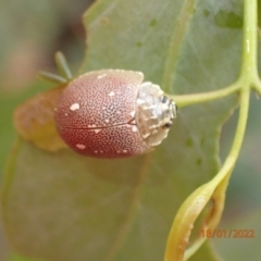 Paropsis aegrota (Eucalyptus Tortoise Beetle) at Kowen, ACT - 18 Jan 2022 by Ozflyfisher